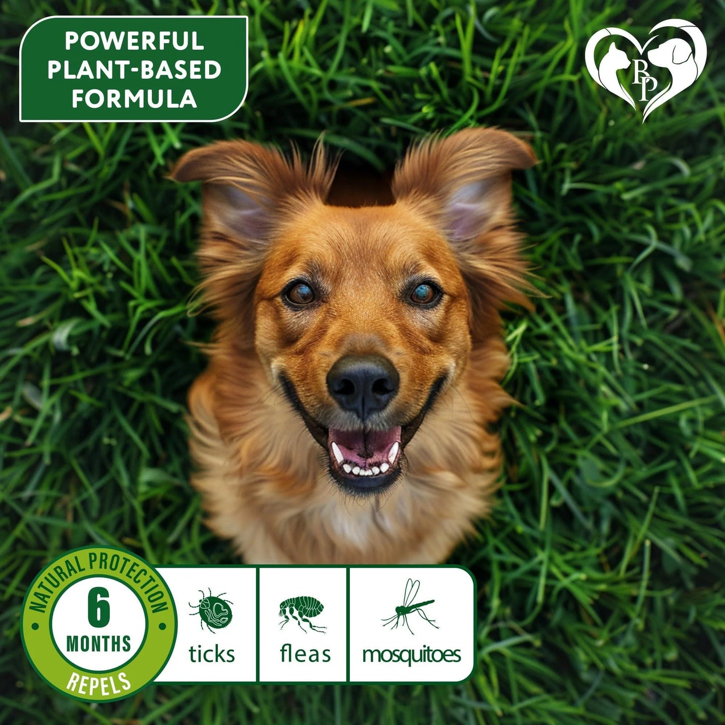 Natural Flea & Tick Collar for Dogs 6 Months Control of Best Prevention & Safe Treatment anti Fleas and Ticks Essential Oil Repellent (1 Count (Pack of 1))