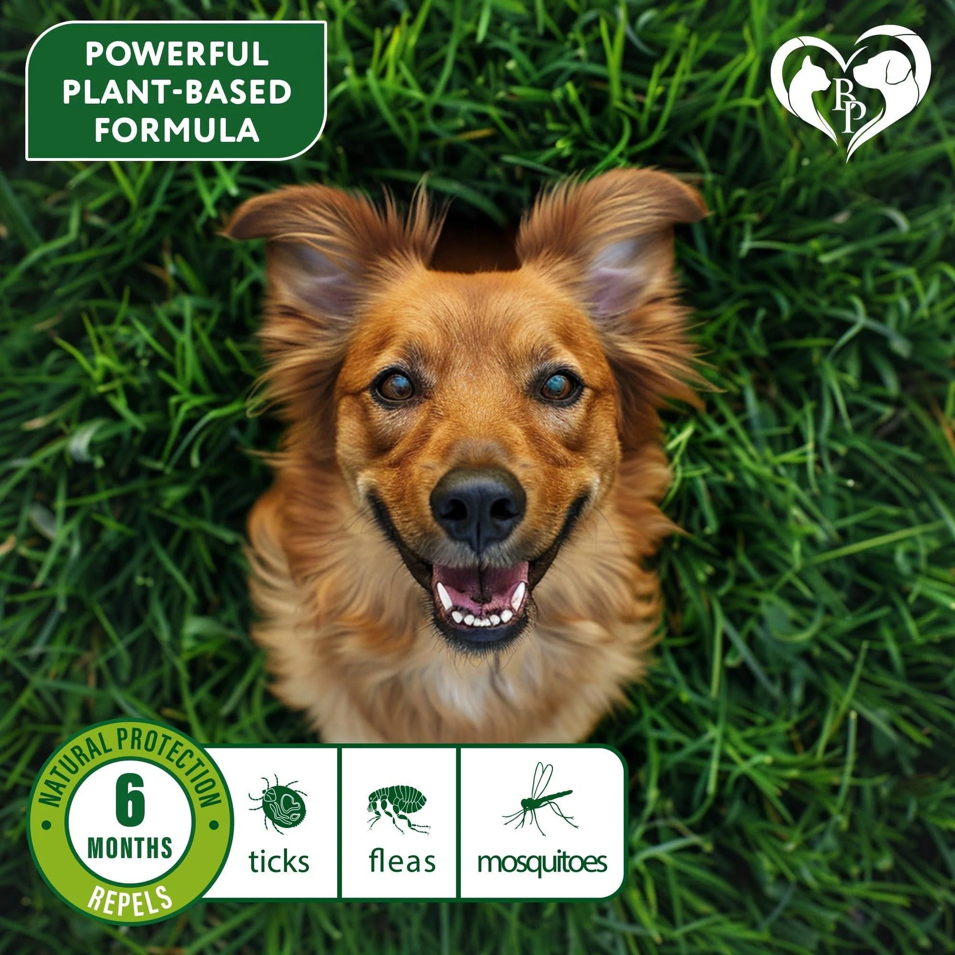 Natural Flea & Tick Collar for Dogs 6 Months Control of Best Prevention & Safe Treatment anti Fleas and Ticks Essential Oil Repellent (1 Count (Pack of 1))